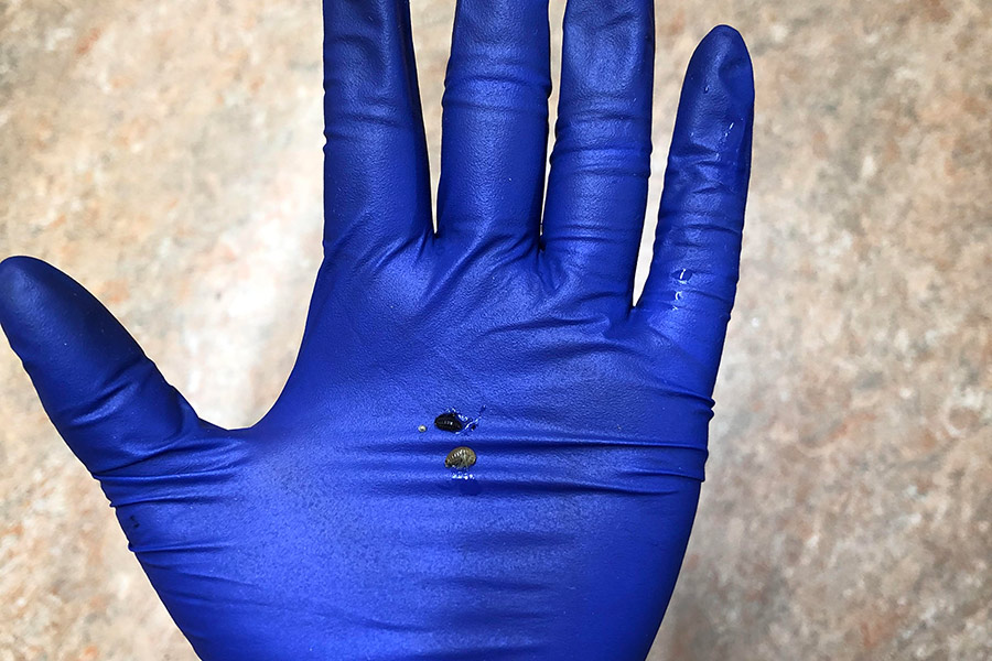 Jess Garcia-Lopez, BET体育 FURSCA research, summer 2021