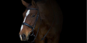 Photograph of a brown horse with a white stripe down its nose.