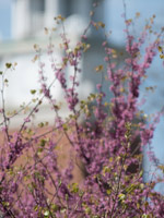 Branches of a blossoming tree with a building behind them.