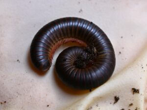 Huey, Dewey, and Louie, the American giant millipedes
