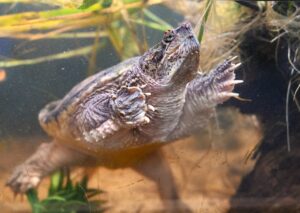 Miranda, the common snapping turtle