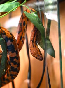 Scarlet, the corn snake