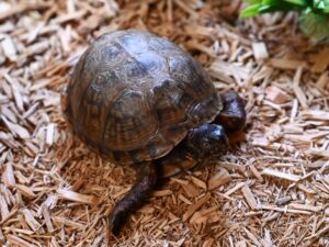 Terra, the three toed box turtle